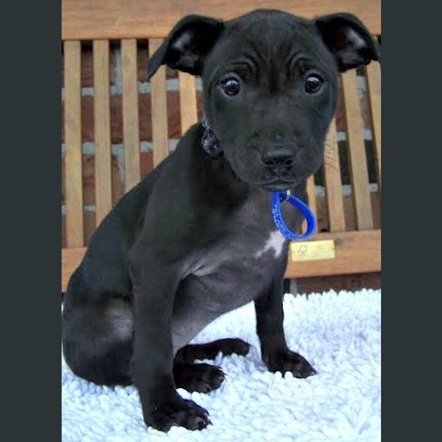 Photo of Pebbles ~ Staffy X Kelpi(trial 7/7/15)