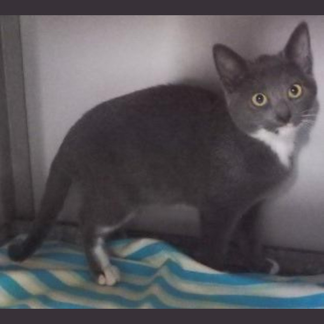 Photo of Bluebell