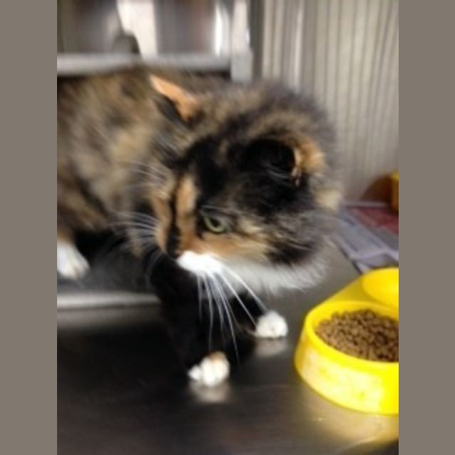 Photo of Opal   **Gorgeous Senior Companion**
