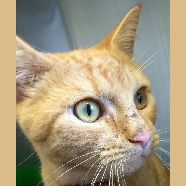 Photo of Taffy