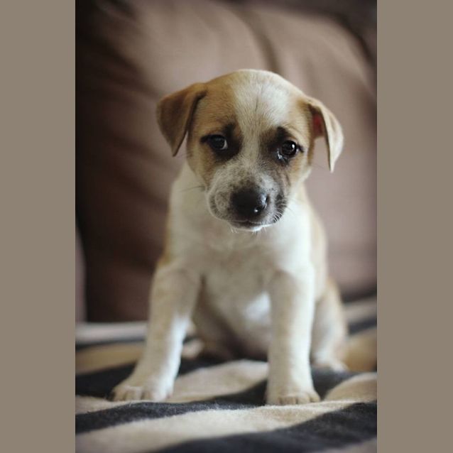 Photo of Peach 