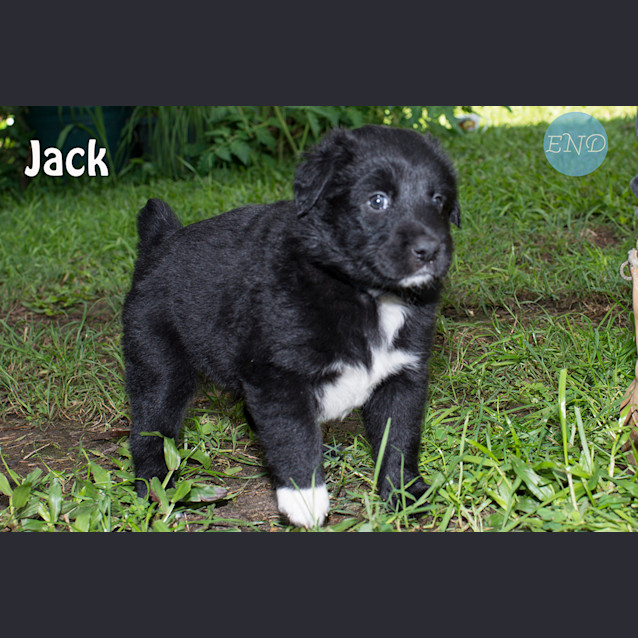 Photo of Jacks 