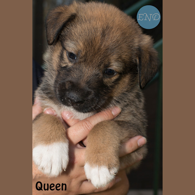 Photo of Queen