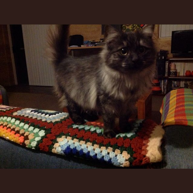 Photo of Bella Button... Ragdoll Mix