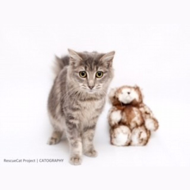 Photo of "Layla"   Purrfect Match