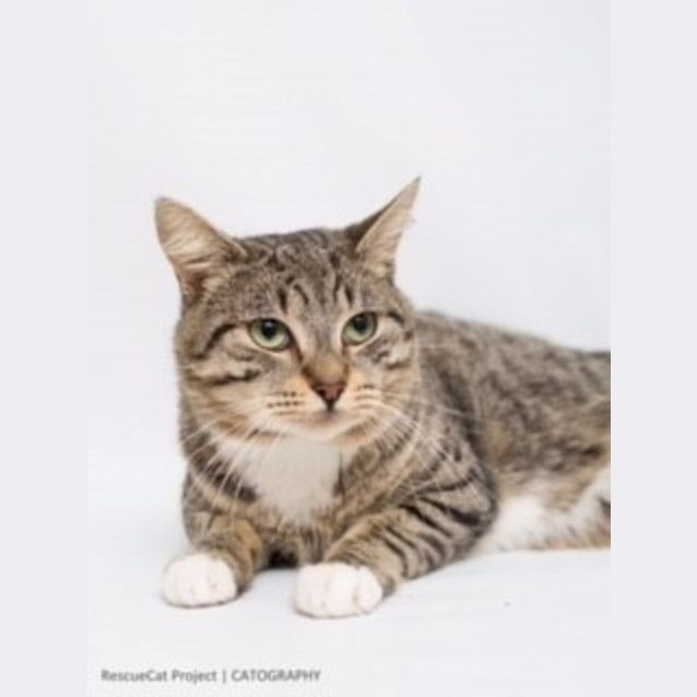 Photo of "Eric"   Purrfect Match