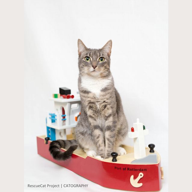 Photo of "Lilia"   Purrfect Match