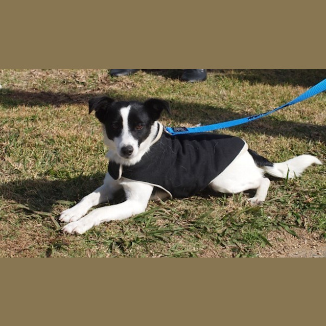 Photo of Astro