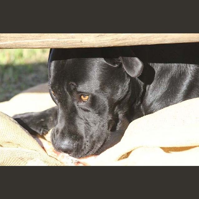 Photo of Ripley