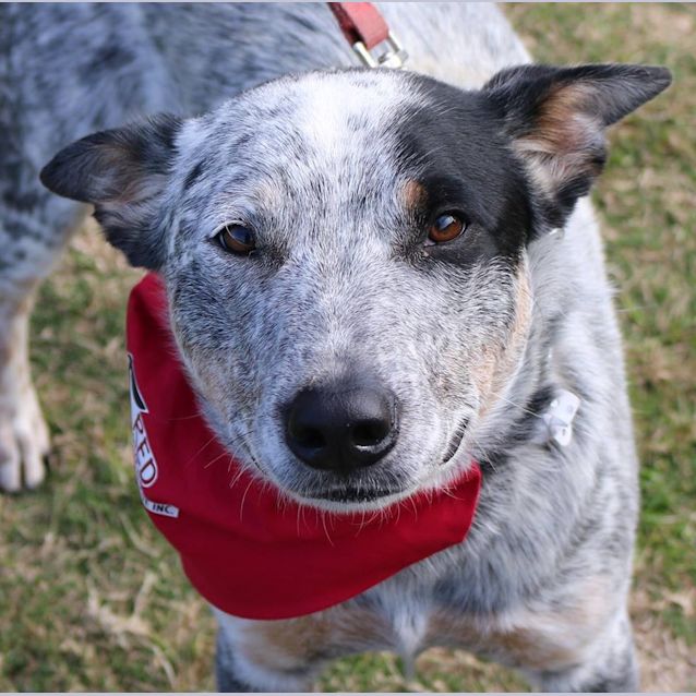 Photo of Smithy (Adoption Pending)