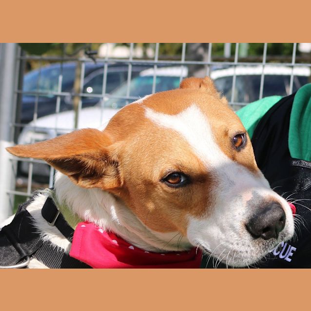 Photo of Diesel (Adoption Pending)