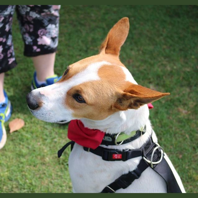 Photo of Diesel (Adoption Pending)