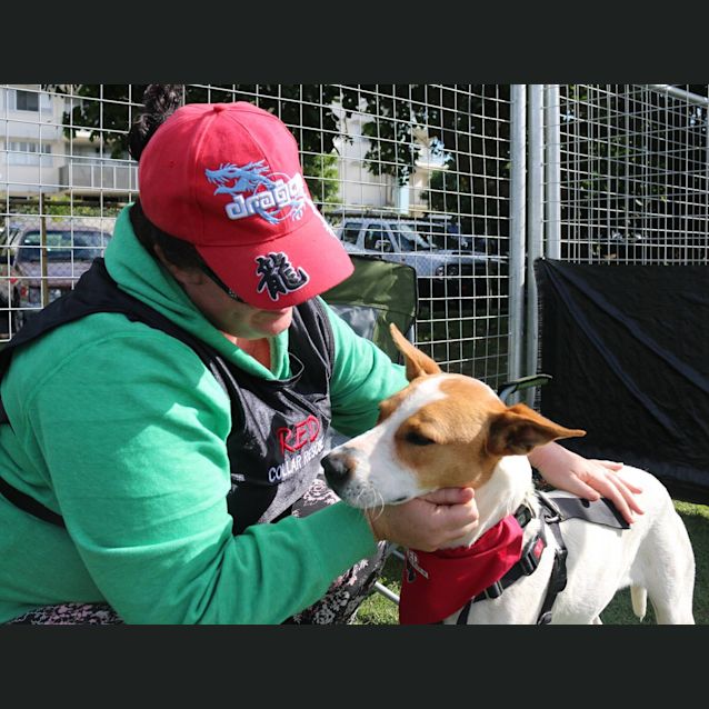 Photo of Diesel (Adoption Pending)