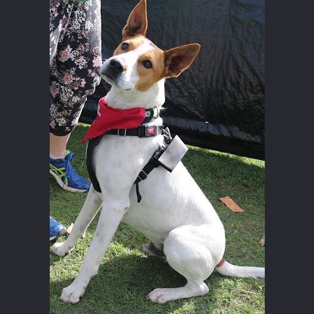 Photo of Diesel (Adoption Pending)