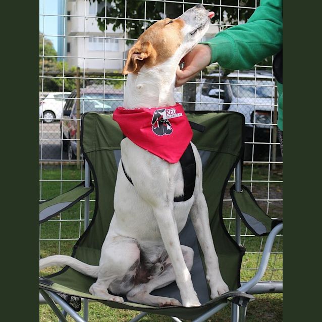 Photo of Diesel (Adoption Pending)