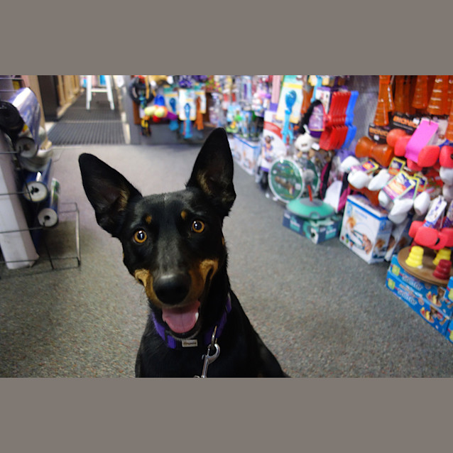 Photo of True (Rehomed)