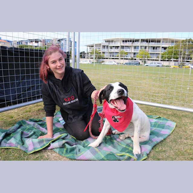 Photo of Connor (Adoption Pending)