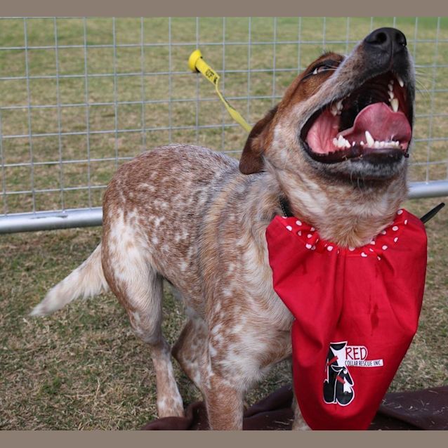 Photo of Slim (Adoption Pending)