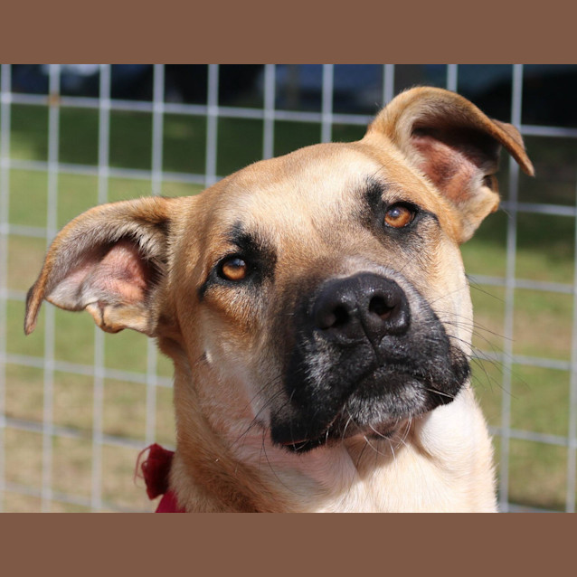 Photo of Aston (At Rspca Big Adopt Day Sept 19 Brisbane)