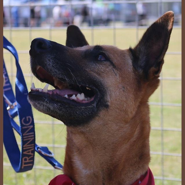 Photo of Molly Brown (At Rspca Big Adopt Day Sept 19 Bris)