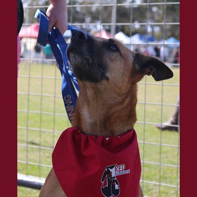 Photo of Molly Brown (At Rspca Big Adopt Day Sept 19 Bris)