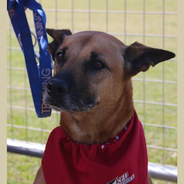 Photo of Molly Brown (At Rspca Big Adopt Day Sept 19 Bris)