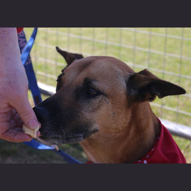 Photo of Molly Brown (At Rspca Big Adopt Day Sept 19 Bris)