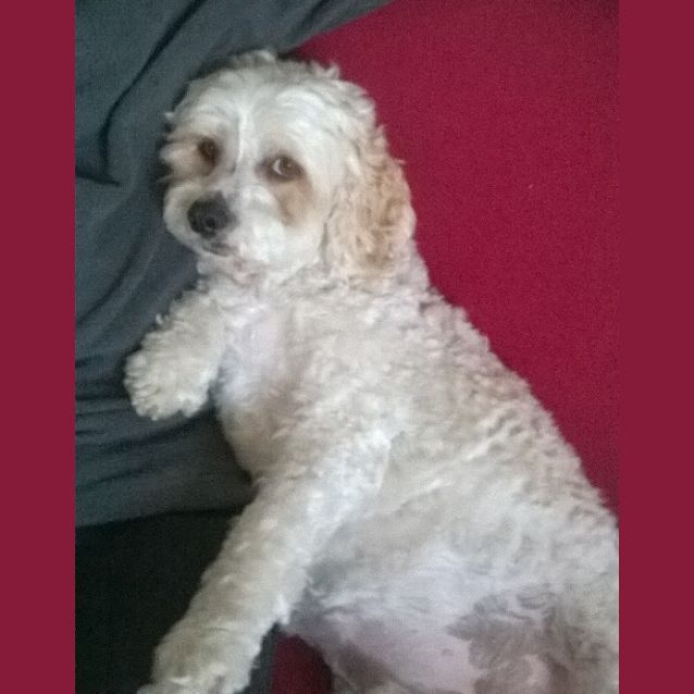Photo of Hunter