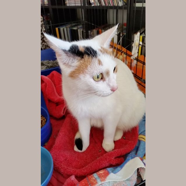 Photo of Willow @ Squawks Pet Store 