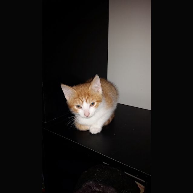 Photo of Monno   Claws N Paws Rescue Kitten