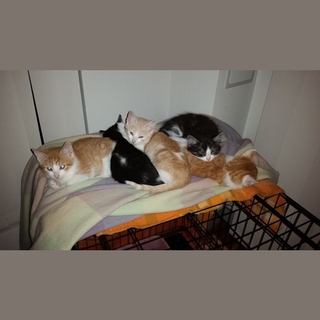 Photo of Flaik   Claws N Paws Rescue Kitten