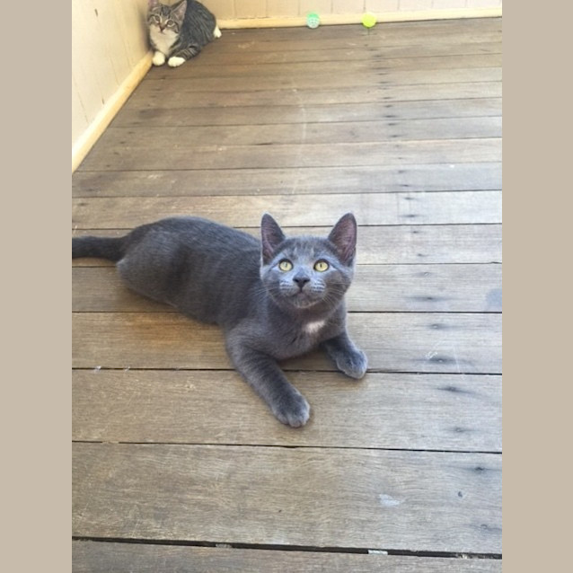 Photo of Pepper