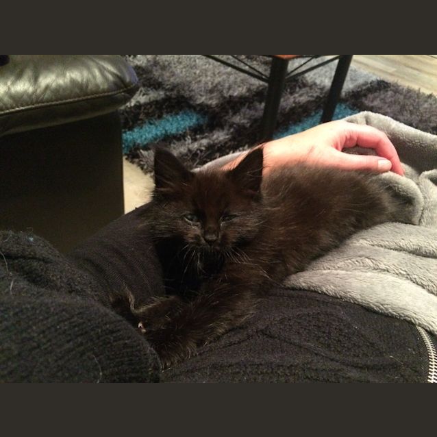 Photo of Scruffy