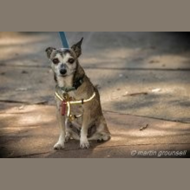 Photo of Cheeko
