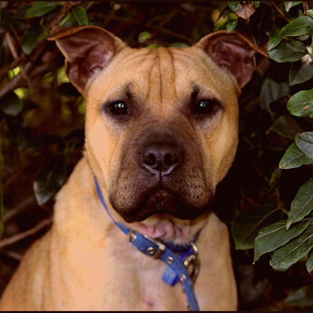 Photo of Sadie ~ Shar Pei X (On Trial 16/8/15)