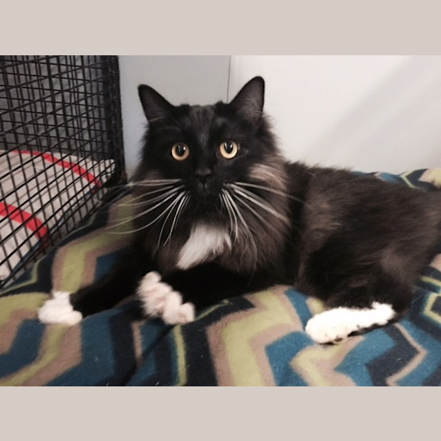 Photo of H R Fluffnstuff