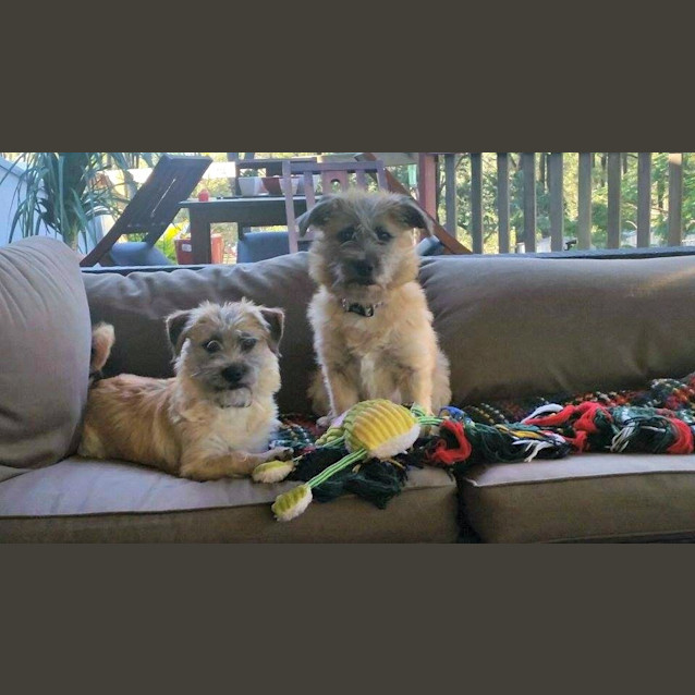 Photo of Clyde Adoption Pending