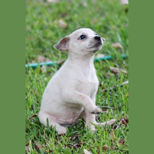 Photo of Toby (Bed42266) *Adopted*