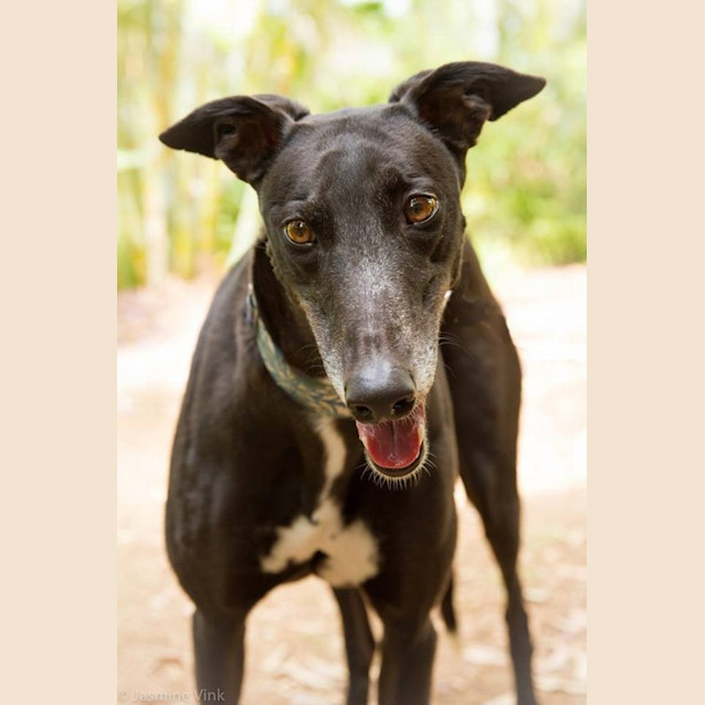 Photo of "Eve" Our Best Girl & Cat Friendly. Brisbane