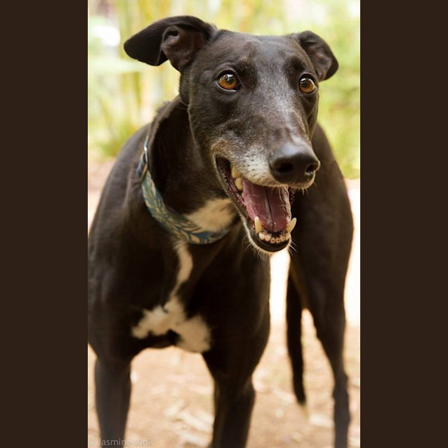 Photo of "Eve" Our Best Girl & Cat Friendly. Brisbane