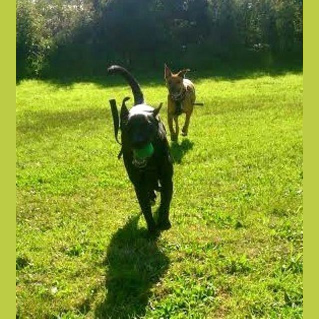 Photo of Lucy ~ Staffy X Kelpie (On Trial 15/8/15)