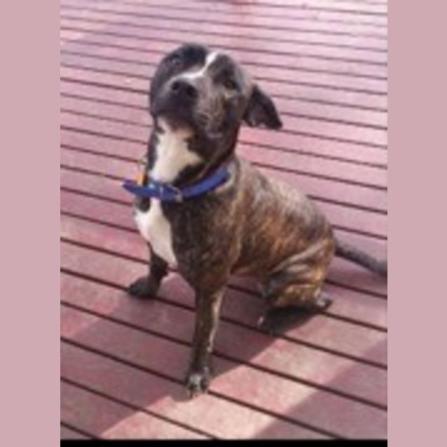 Photo of Snickers