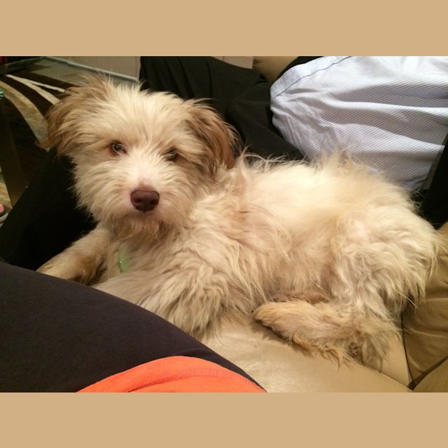 Photo of Sherlock **Special Needs Puppy**