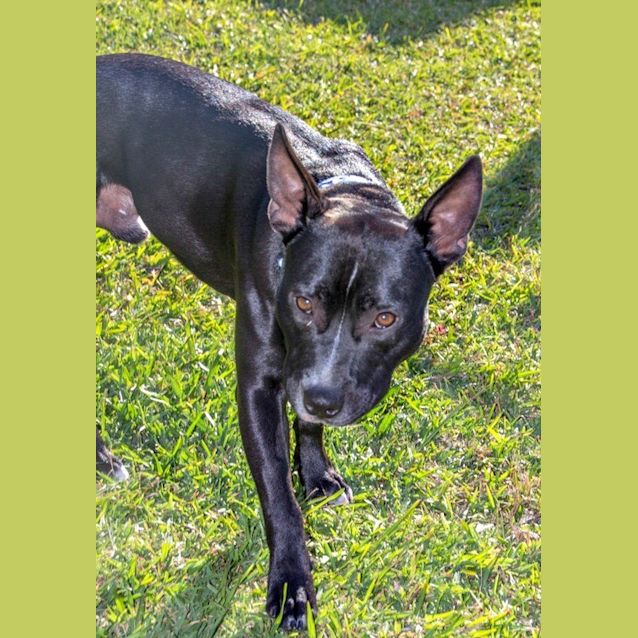 Photo of Stanley ~ Staffy X (On Trial 12/8/15)