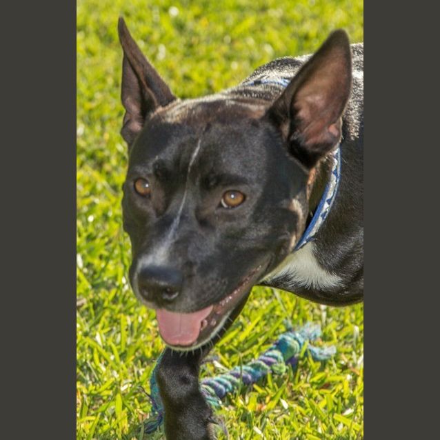 Photo of Stanley ~ Staffy X (On Trial 12/8/15)