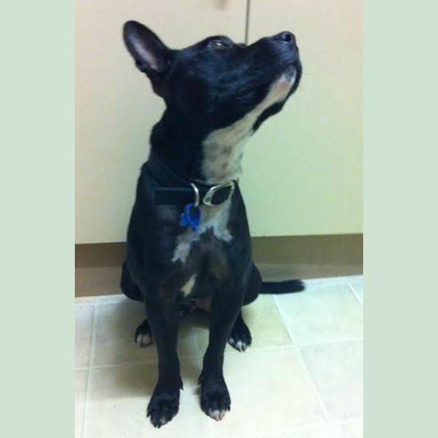 Photo of Stanley ~ Staffy X (On Trial 12/8/15)