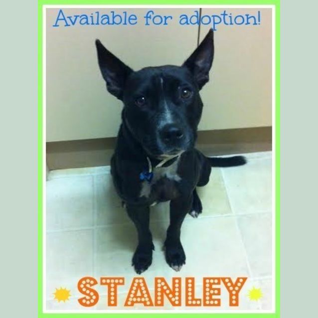Photo of Stanley ~ Staffy X (On Trial 12/8/15)