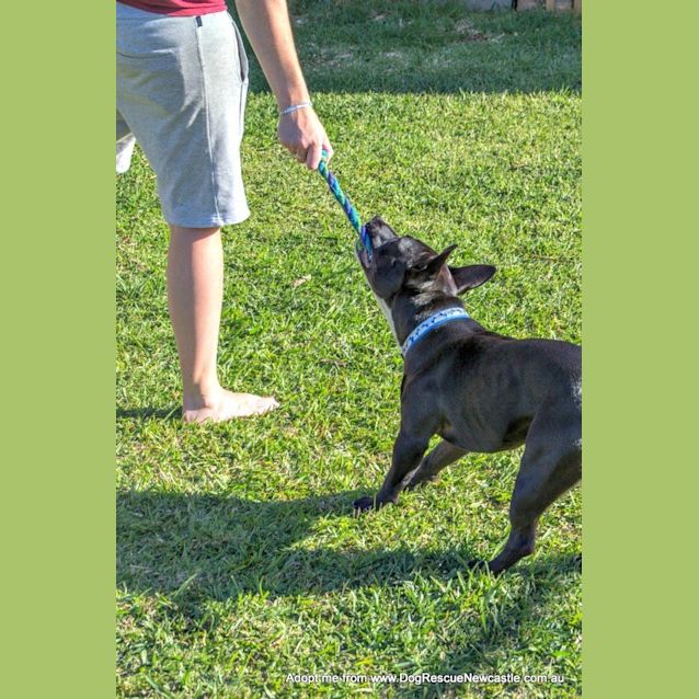 Photo of Stanley ~ Staffy X (On Trial 12/8/15)