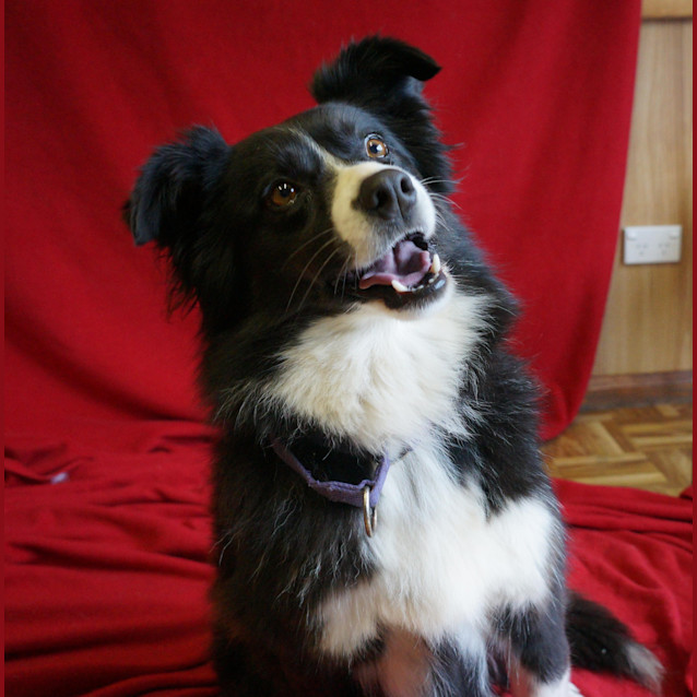 Photo of Sassy