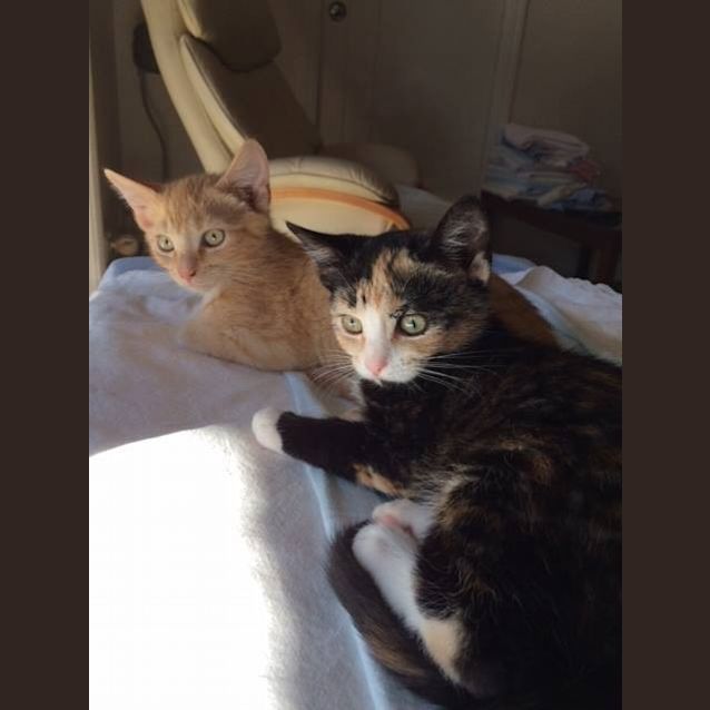 Photo of "Coco"   Purrfect Match